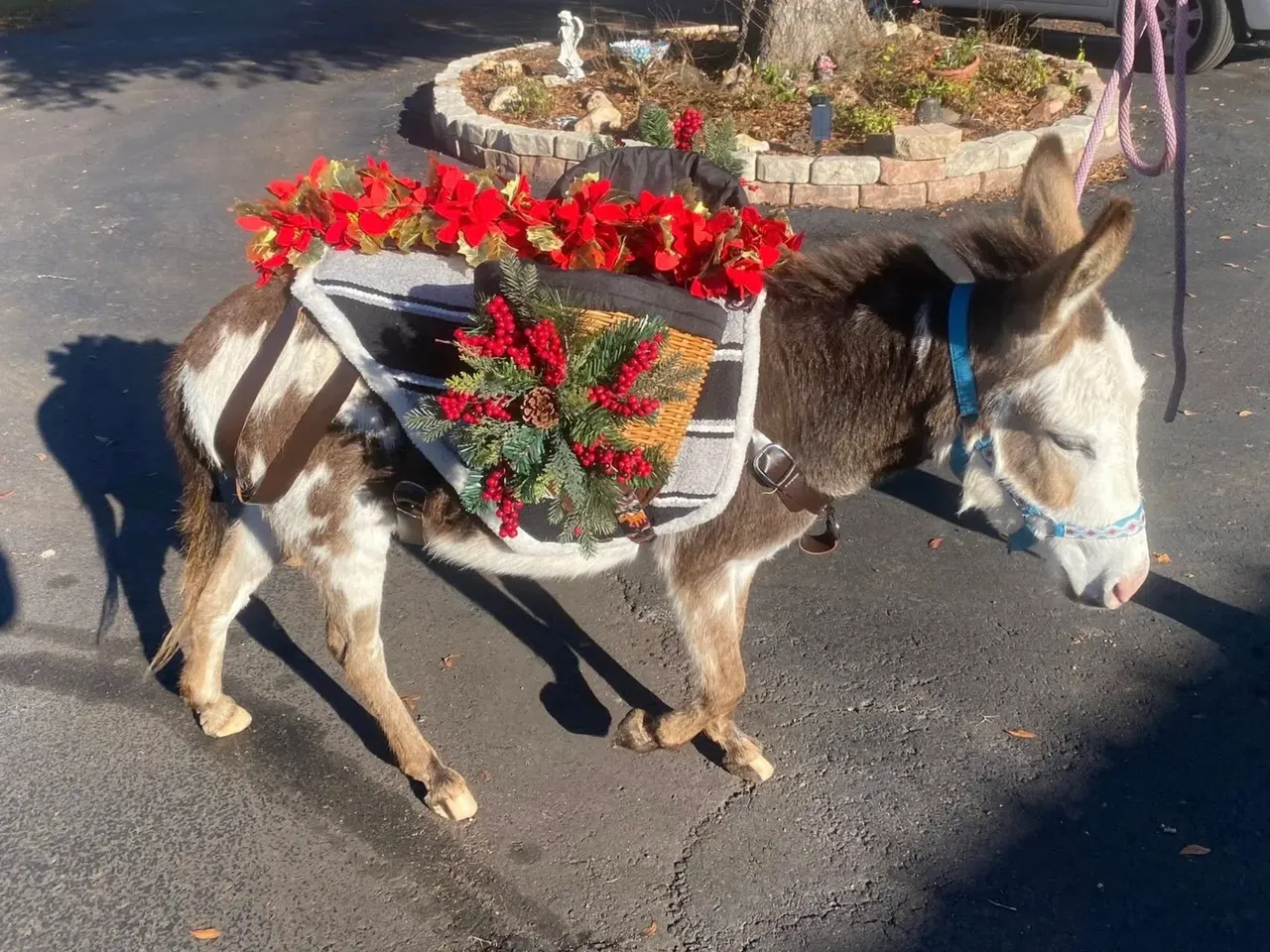 A Donkey from the side.